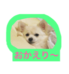 ミルク3（個別スタンプ：12）