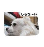 ミルク3（個別スタンプ：13）
