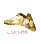 ちわわんこん（個別スタンプ：1）