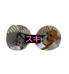 ちわわんこん（個別スタンプ：6）