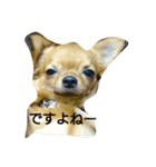 ちわわんこん（個別スタンプ：7）