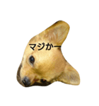 ちわわんこん（個別スタンプ：8）