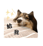 Cute sheltie.シェットランド シープドッグ（個別スタンプ：1）