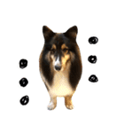 Cute sheltie.シェットランド シープドッグ（個別スタンプ：2）