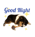 Cute sheltie.シェットランド シープドッグ（個別スタンプ：7）