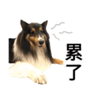 Cute sheltie.シェットランド シープドッグ（個別スタンプ：11）