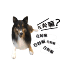 Cute sheltie.シェットランド シープドッグ（個別スタンプ：13）