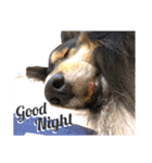 Cute sheltie.シェットランド シープドッグ（個別スタンプ：21）