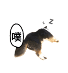 Cute sheltie.シェットランド シープドッグ（個別スタンプ：23）