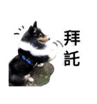 Cute sheltie.シェットランド シープドッグ（個別スタンプ：25）