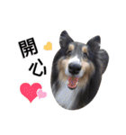 Cute sheltie.シェットランド シープドッグ（個別スタンプ：29）