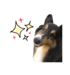 Cute sheltie.シェットランド シープドッグ（個別スタンプ：30）