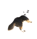 Cute sheltie.シェットランド シープドッグ（個別スタンプ：35）