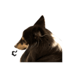 Cute sheltie.シェットランド シープドッグ（個別スタンプ：38）