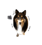 Cute sheltie.シェットランド シープドッグ（個別スタンプ：39）