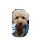 Series 4 Prince-you（個別スタンプ：1）