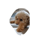 Series 4 Prince-you（個別スタンプ：4）