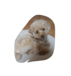 Series 4 Prince-you（個別スタンプ：5）