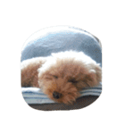Series 4 Prince-you（個別スタンプ：12）