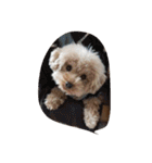 Series 4 Prince-you（個別スタンプ：26）
