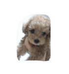 Series 4 Prince-you（個別スタンプ：39）