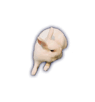 うさぎのほっこり日常生活（個別スタンプ：18）