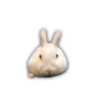 うさぎのほっこり日常生活（個別スタンプ：22）