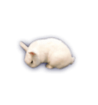 うさぎのほっこり日常生活（個別スタンプ：25）