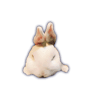 うさぎのほっこり日常生活（個別スタンプ：31）