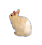 うさぎのほっこり日常生活（個別スタンプ：32）