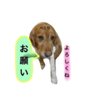 小町の日常スタンプ（個別スタンプ：1）