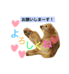 小町の日常スタンプ（個別スタンプ：2）