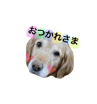 小町の日常スタンプ（個別スタンプ：12）