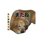 小町の日常スタンプ（個別スタンプ：14）