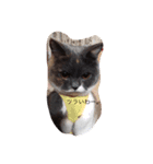 sakimumumu（個別スタンプ：7）