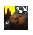 PIGET BABY part II（個別スタンプ：2）