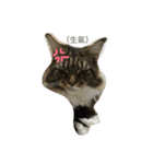 waterisacat（個別スタンプ：1）