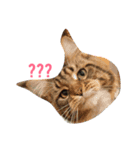 waterisacat（個別スタンプ：2）