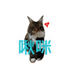 waterisacat（個別スタンプ：3）