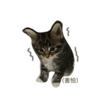 waterisacat（個別スタンプ：4）
