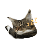 waterisacat（個別スタンプ：5）