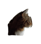 waterisacat（個別スタンプ：6）