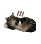 waterisacat（個別スタンプ：8）