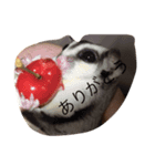 もこちゃん。（個別スタンプ：1）