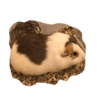 もるる（個別スタンプ：1）