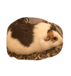 もるる（個別スタンプ：16）
