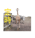 ワカメスタンプ（個別スタンプ：11）