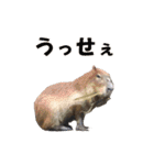 ワカメスタンプ（個別スタンプ：16）