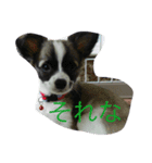 使える！チップの成長記録（個別スタンプ：8）