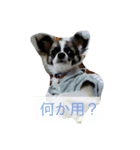 使える！チップの成長記録⑵（個別スタンプ：2）